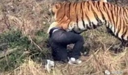 四虎吃瓜爆料视频看不了,揭秘幕后真相